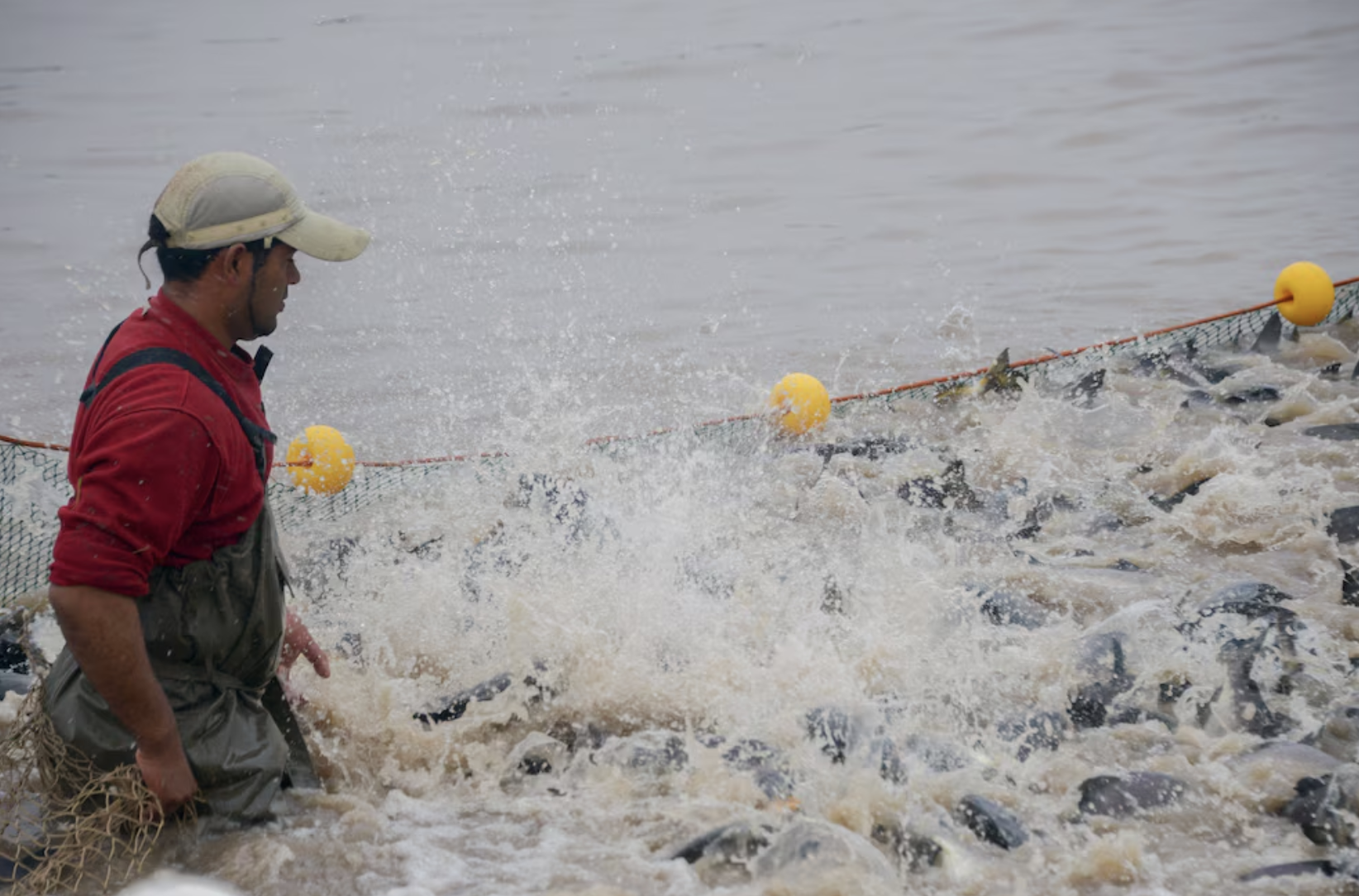 Cómo la acuicultura pasó de ser una práctica ancestral a una fuente clave de proteína en el mundo actual